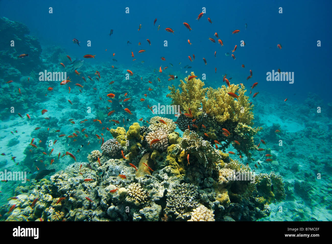 Typical coral reef in Red Sea. Red fishes squamipinnis anthias, corals ...