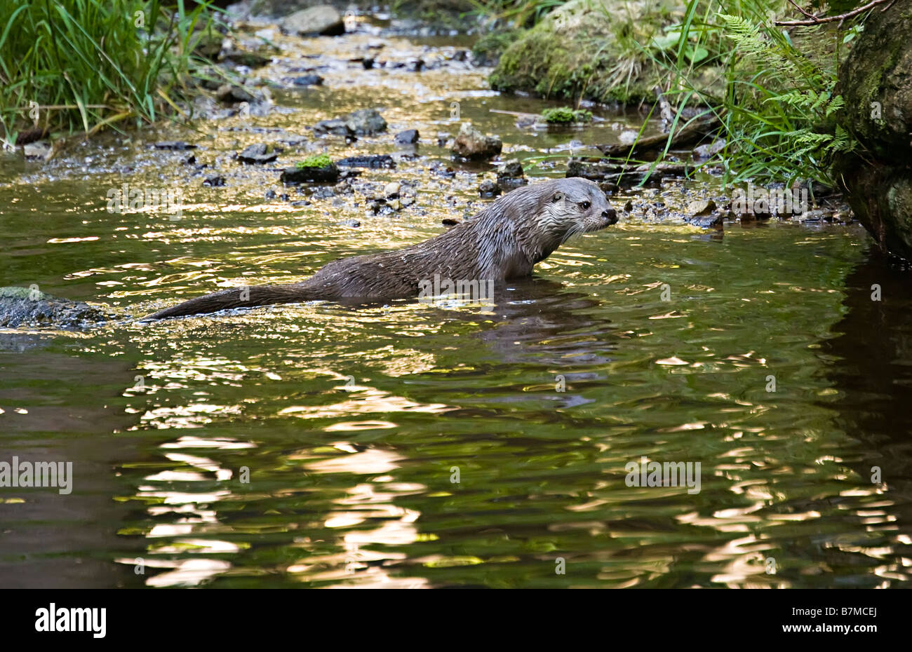 River otter Lutra lutra in pool Tier-Freigelande forest Germany Stock Photo