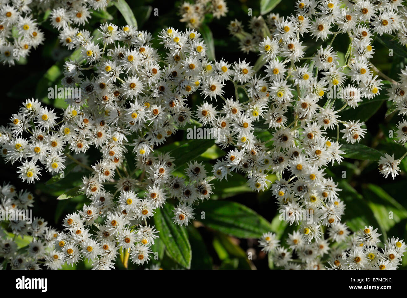 Mass of tiny white daisies in a garden at Killin Perthshire Scotland UK Stock Photo