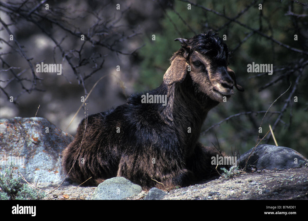 kid goat Minapin Karakoram Range Northern Areas Pakistan Stock Photo