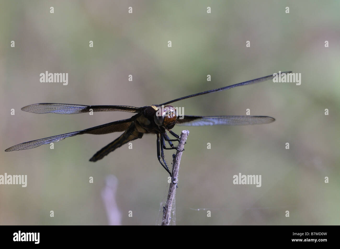 Female Widow Skimmer resting on a twig Stock Photo - Alamy