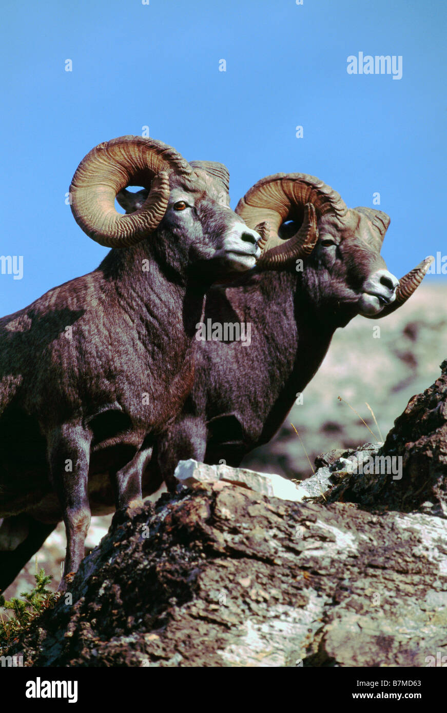 Rocky Mountain Bighorn Sheep Rams (Ovis canadensis), Jasper National ...