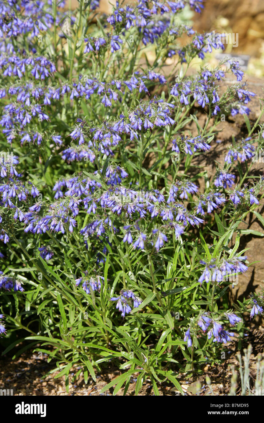 Moltkia petraea, Boraginaceae, Balkans to Greece Stock Photo