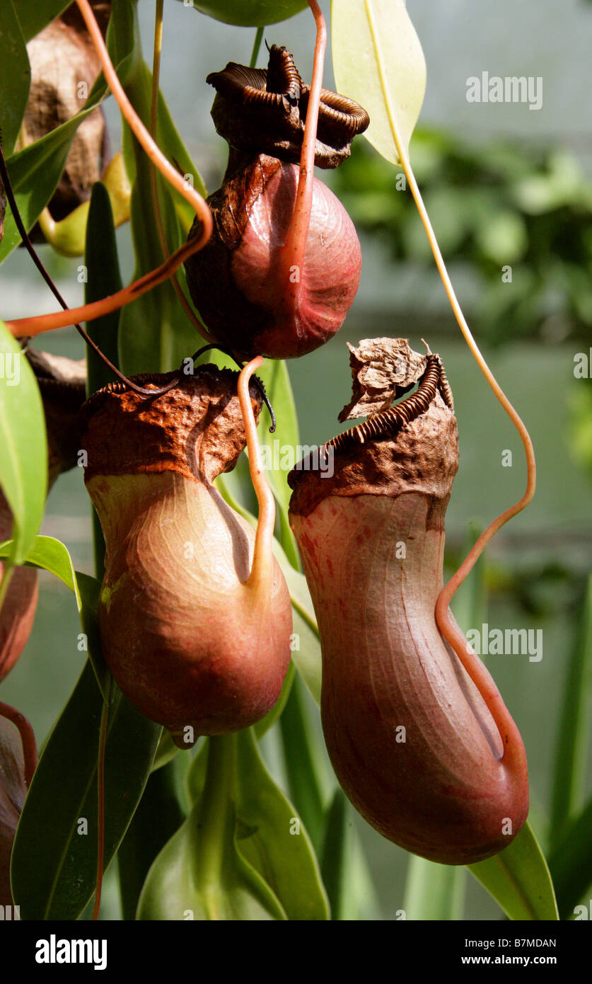 Tropical Pitcher Plants or Monkey Cups, Carnivorous Pitcher Plant, Nepenthes burkei,  Nepenthaceae, Mindoro Island, Philippines Stock Photo