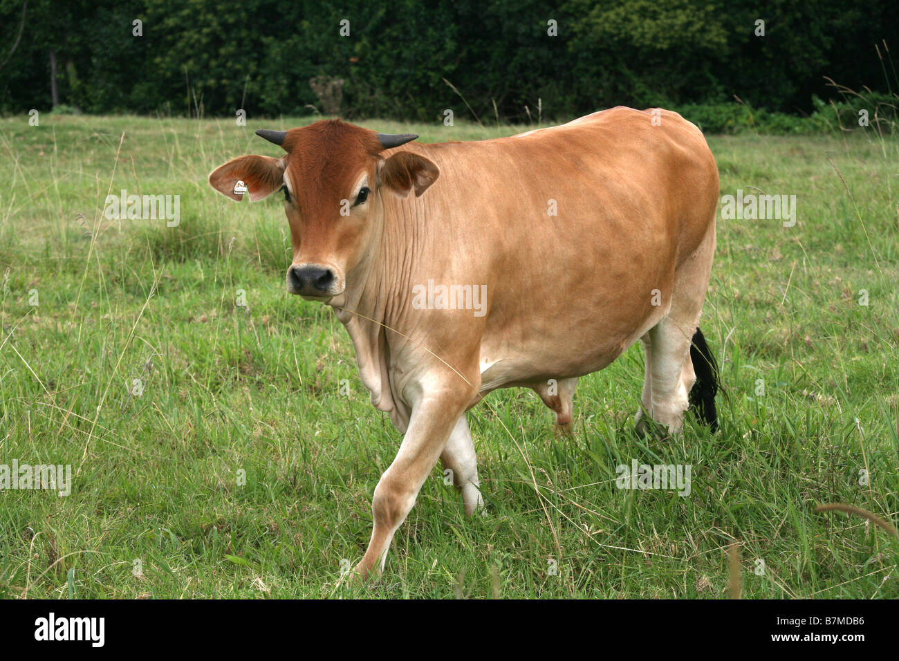 Young Jersey Bull Stock Photo - Alamy