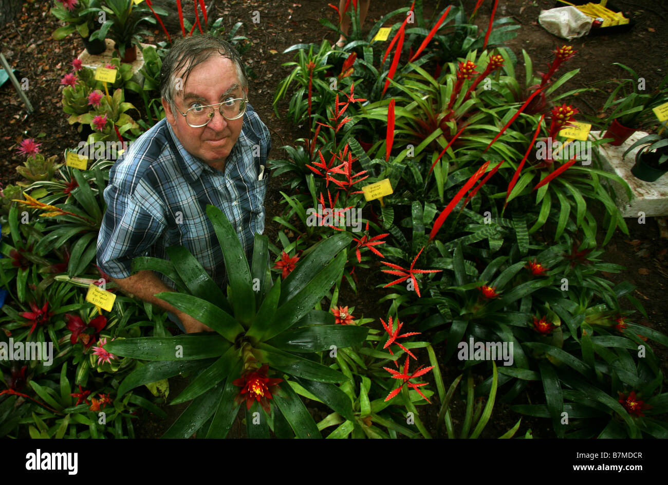 Chris Underhill with some of his Bromeliads and other exotic plants that he sells at Bangalow and Byron Bay markets in Australia Stock Photo