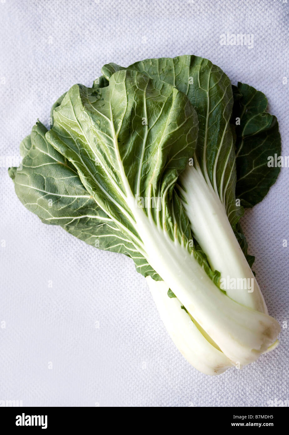 Fresh Bok Choy, Bok Choi, Chinese cabbage Stock Photo