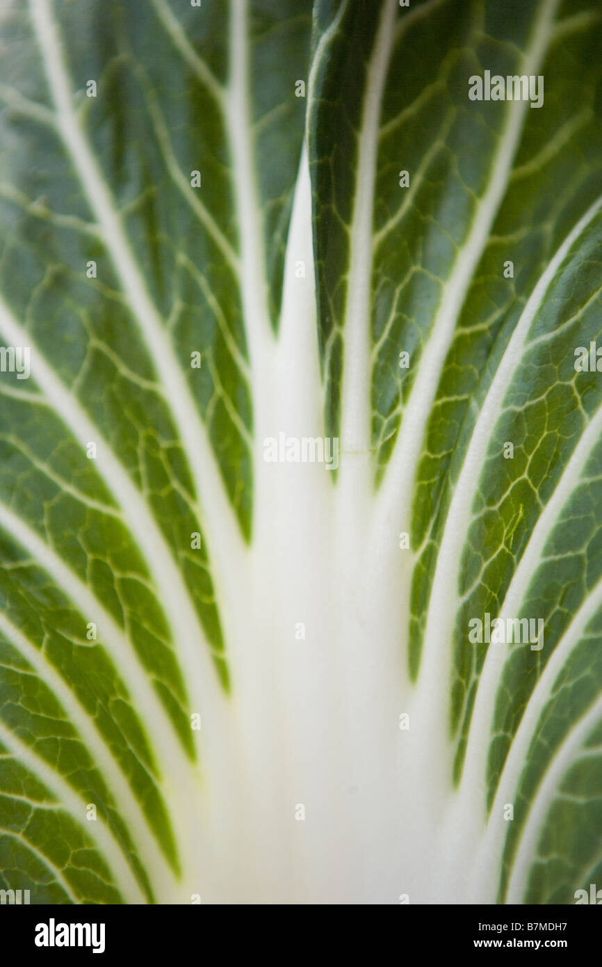 pattern on closeup of bok choy leaf Stock Photo