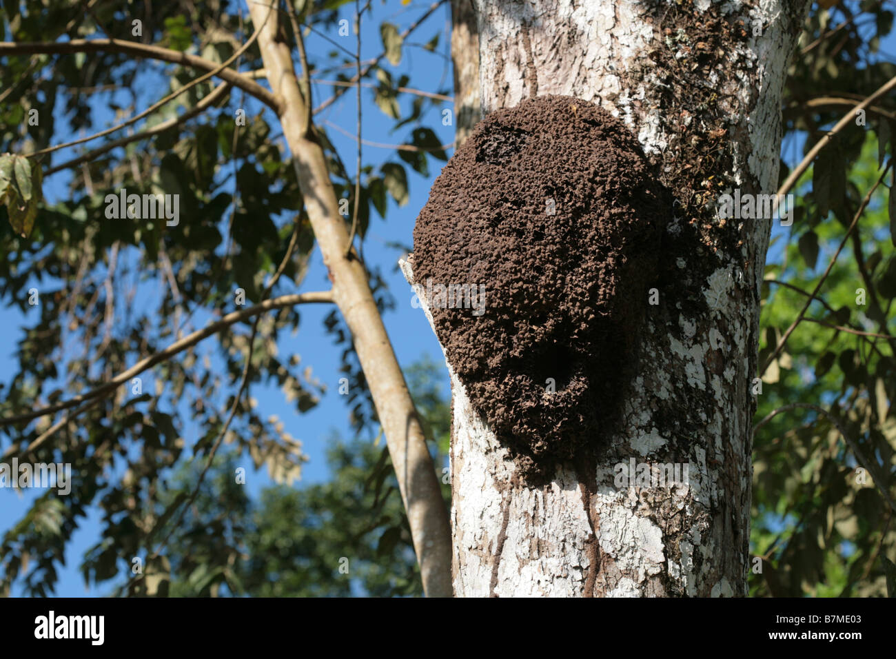 Termites nest seen on a tree at the rainforest of Panama Stock Photo 21962979 Alamy