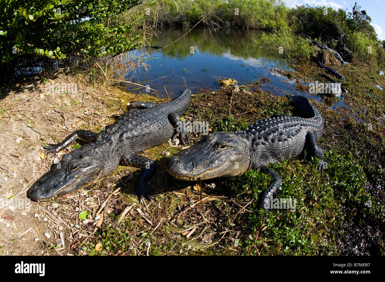 American Alligator Alligator mississippiensis basking in the sun in Everglades National Park Florida Stock Photo