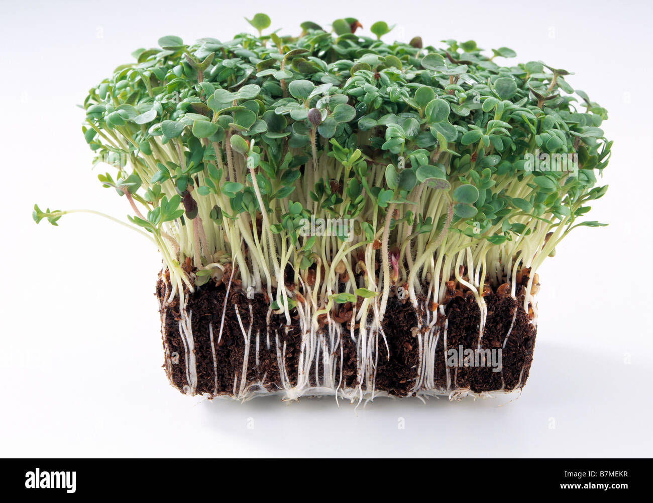 Cress removed from carton on white background Stock Photo