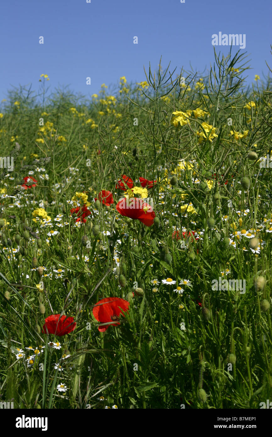 English wildflowers hi-res stock photography and images - Alamy