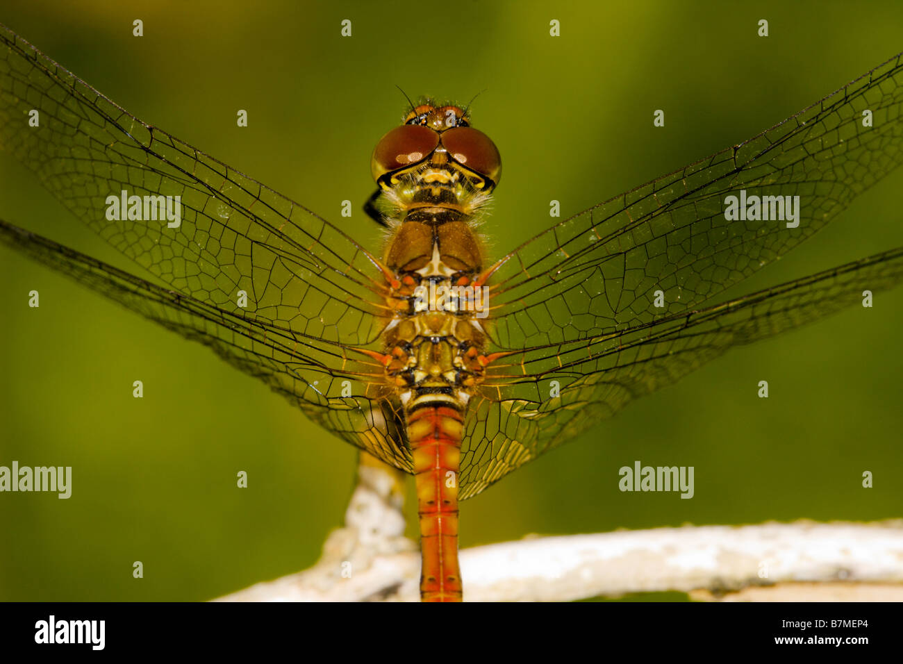 Close up of male Common Darter dragonfly Stock Photo