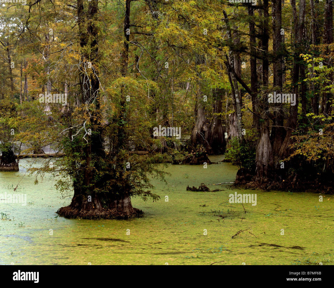 NORTH CAROLINA Swamp and forest at Merchants Millpond State Park