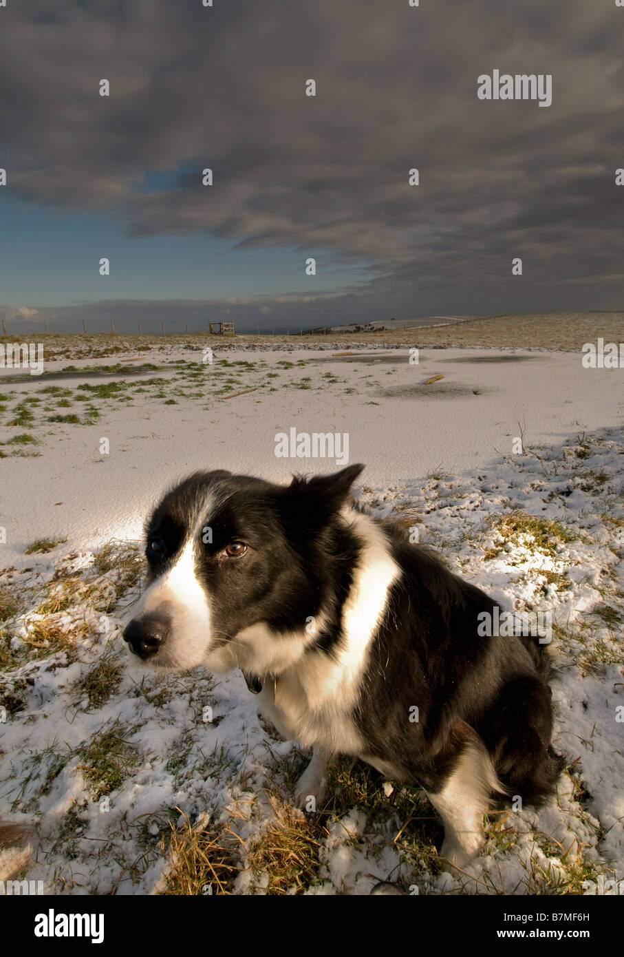Border Collie sitting by frozen dew pond on South Downs, West Sussex, UK Stock Photo