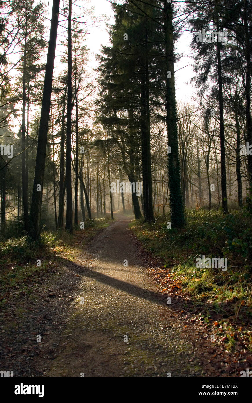 Sun lifting the mist in a woodland walk Stock Photo