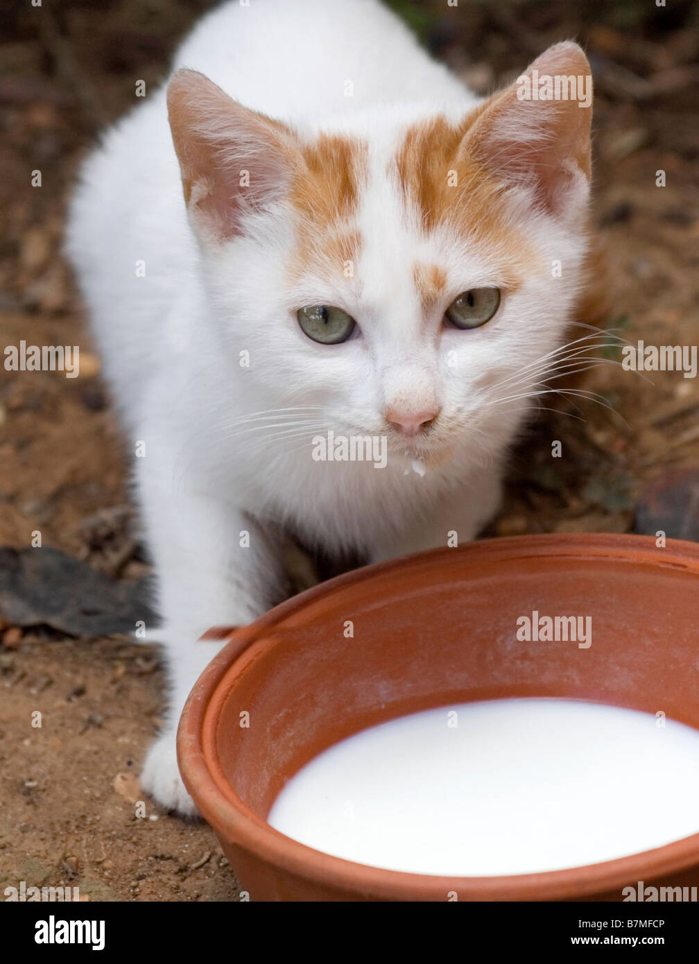 Kitten with milk bowl, vertical close-up Stock Photo