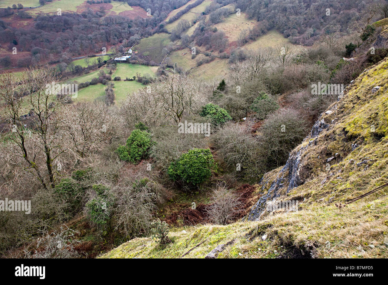 Hillside with farm fields and buildings in distance and a single sheep lost in trees Wales UK Stock Photo