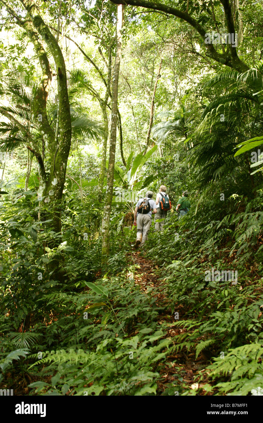 People Walking Through Atlantic Rainforest Rio De Janeiro State