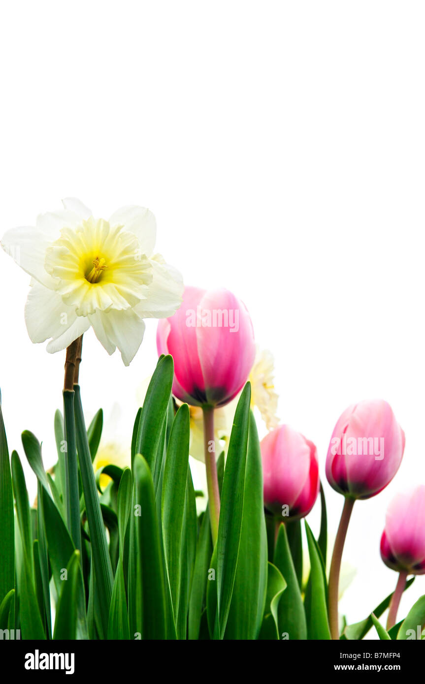 Tulips and daffodils isolated on white background floral border Stock