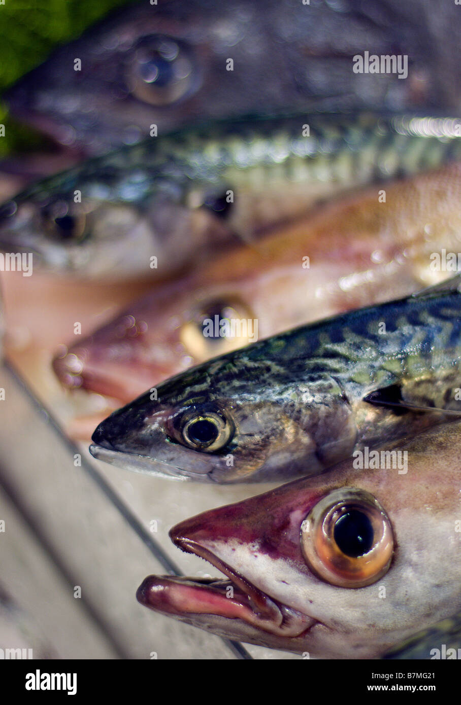 Fresh wet fish displayed on fishmongers slab Stock Photo Alamy