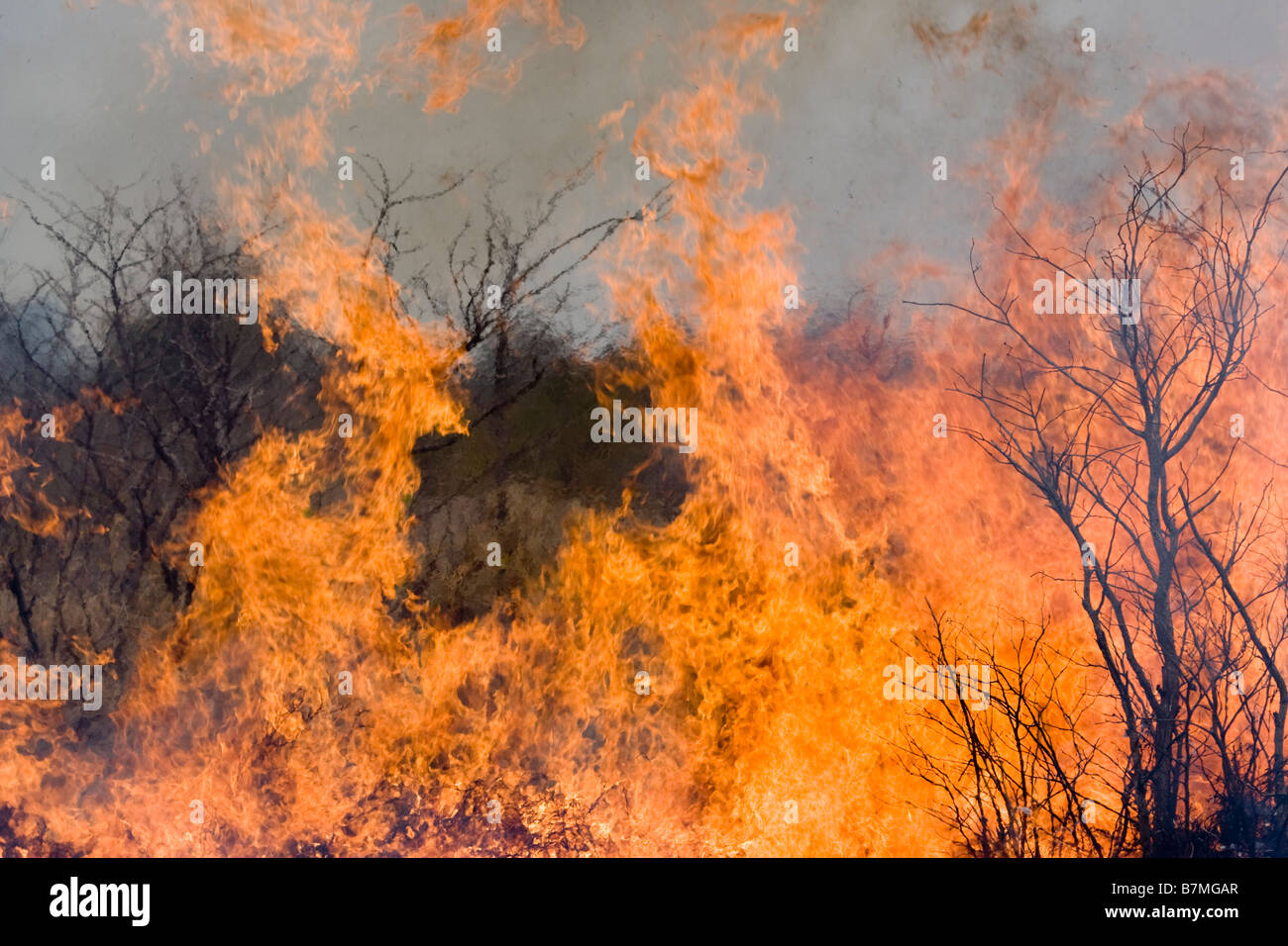 Flames leaping during a hot fire in African Savanna bushveld, Kruger