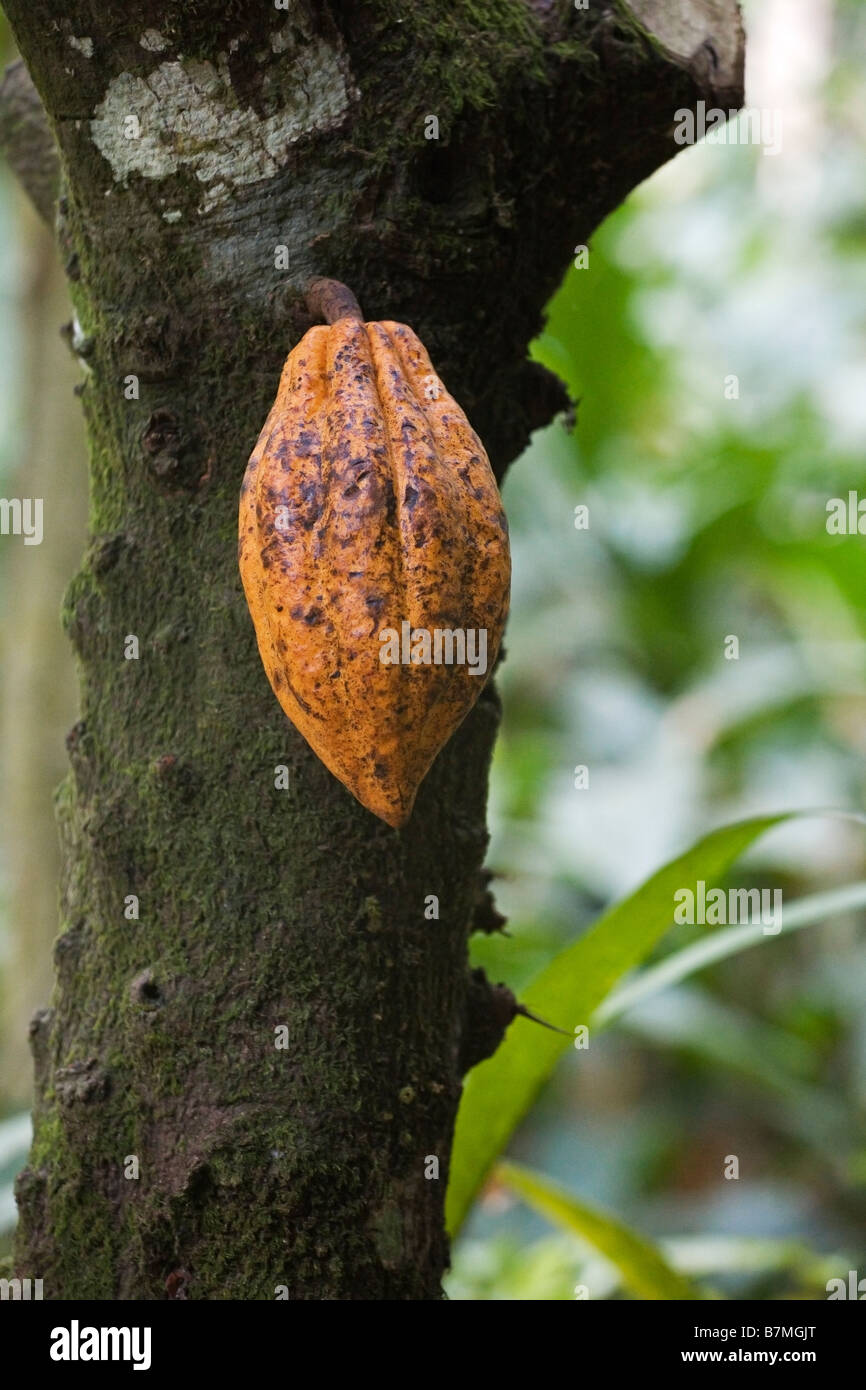 A cocoa pod containing cocoa seeds growing on the trunk of a cocoa tree in Kumily in Kerala India Stock Photo