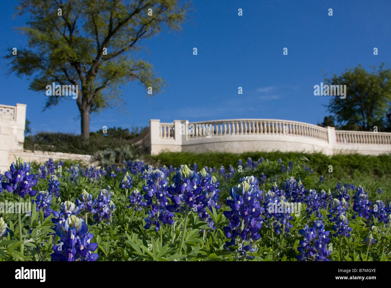 Bluebonnets on a hill in front of a stone patio. Stock Photo