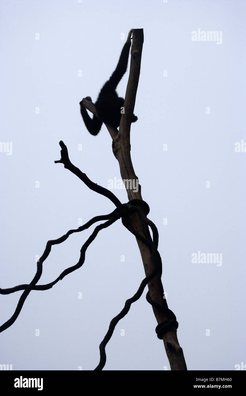White Handed Gibbon Silhouetted in Tree Stock Photo