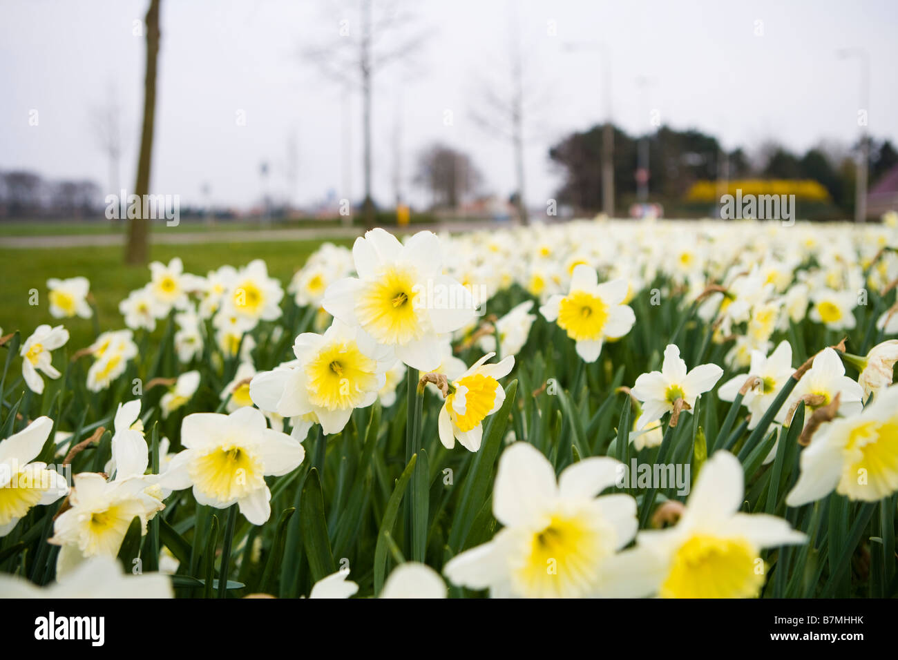 A lot of flowers Stock Photo Alamy
