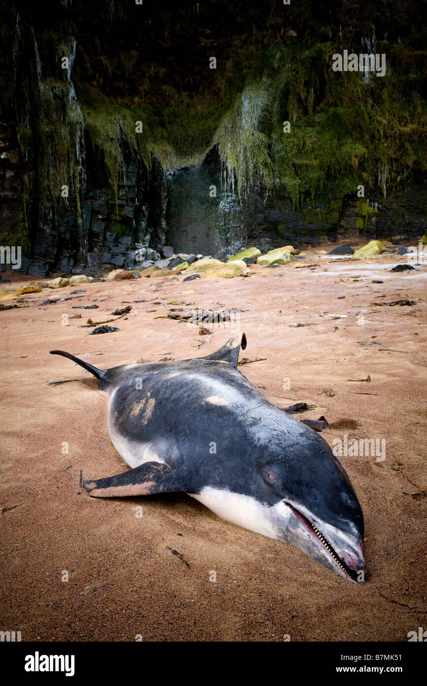 Dead Dolphin on the beach at Saltwick Bay North Yorkshire England Stock Photo