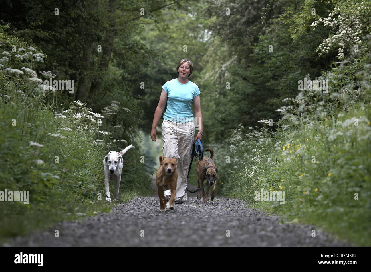 Lady walking three dogs on the disused railway line Market Weighton The Wolds East Yorkshire UK Stock Photo