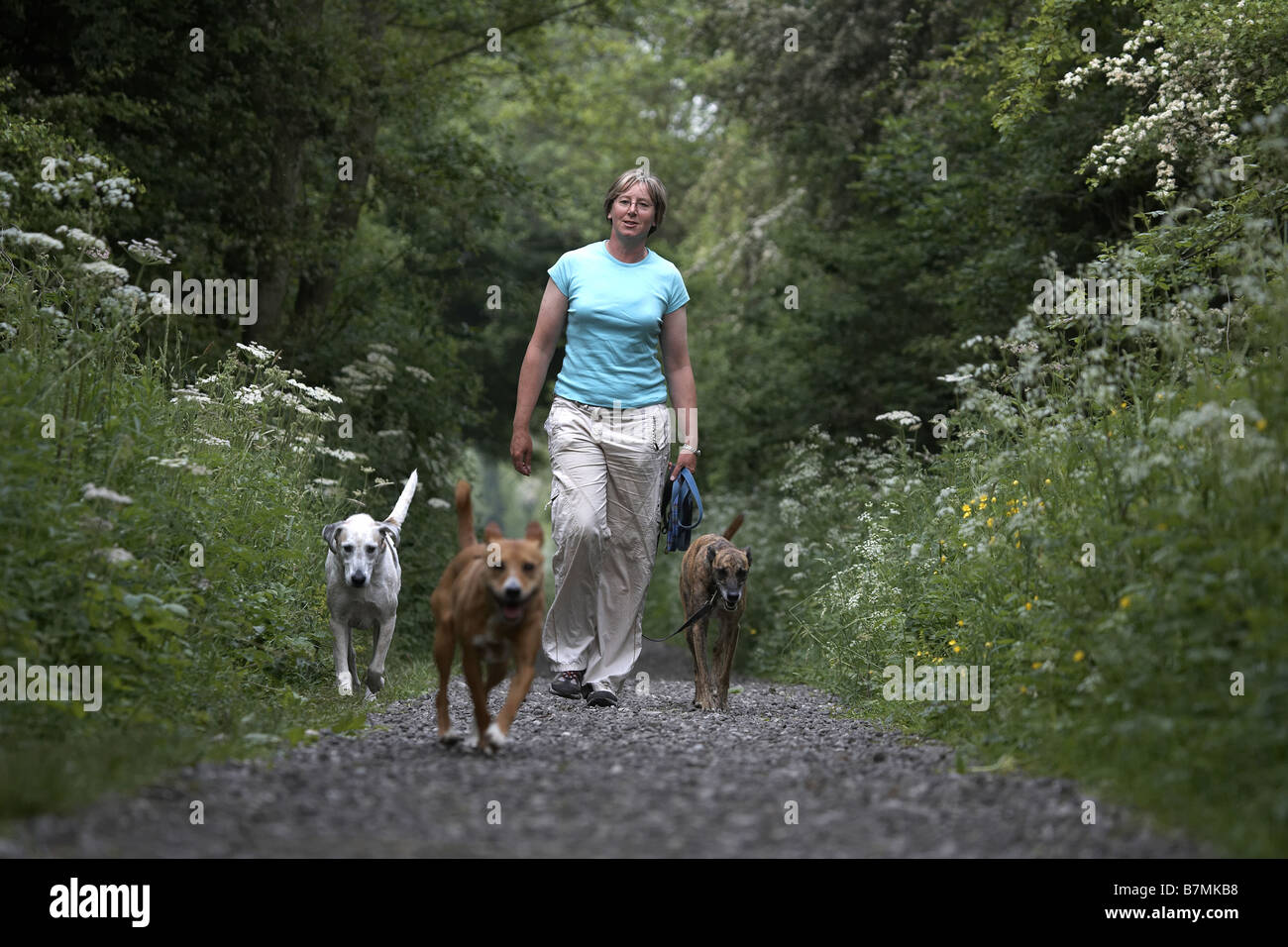 Lady walking three dogs on the disused railway line Market Weighton The Wolds East Yorkshire UK Stock Photo