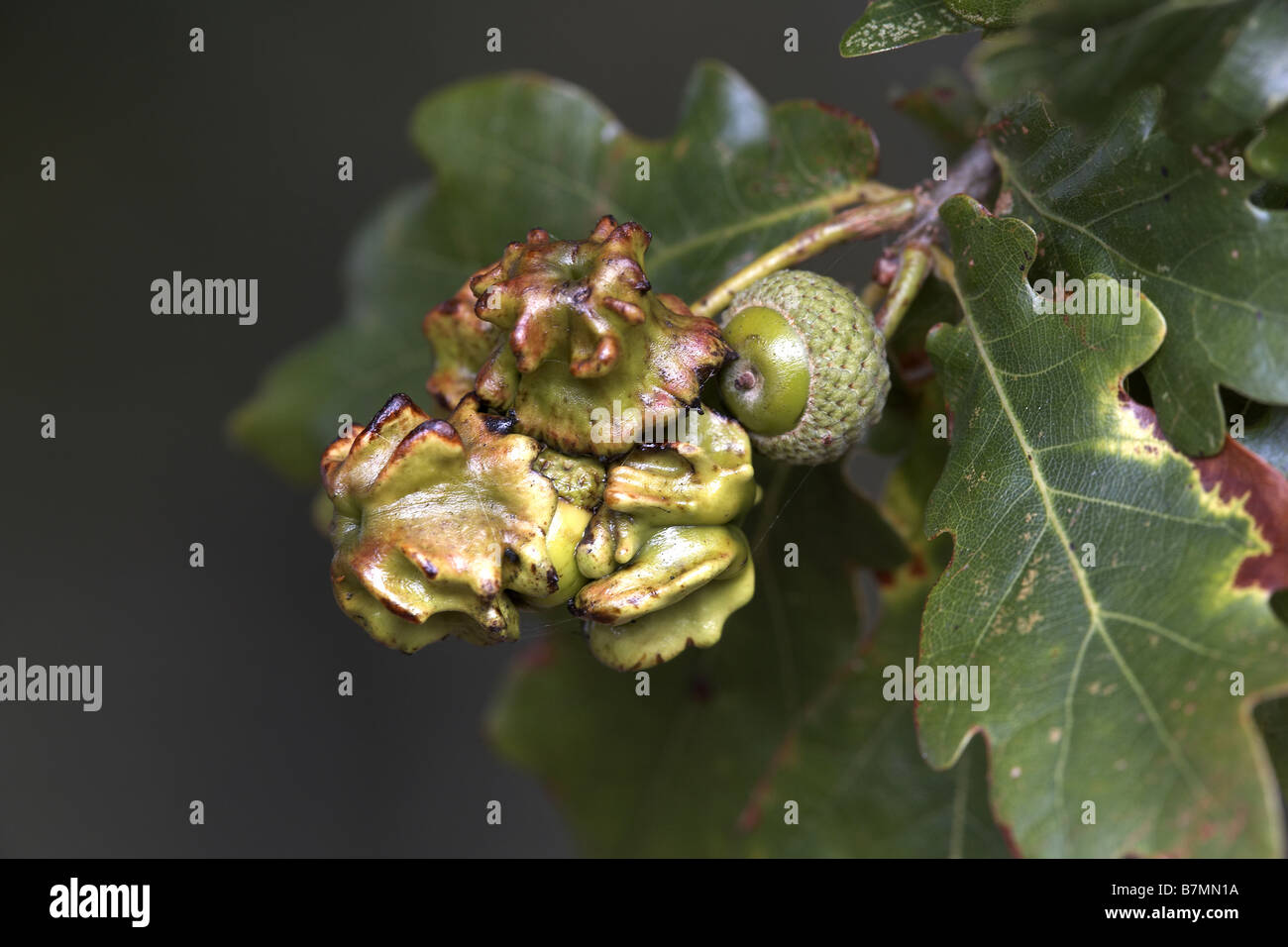 Agamic Knopper Gall Andricus quercuscalicis created on acorns in the autumn by ...