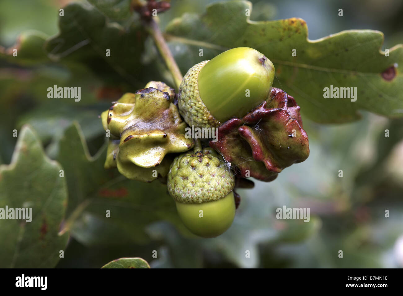 Knopper Gall Andricus quercuscalicis created on acorns in the autumn by a single agamic wasp Stock Photo