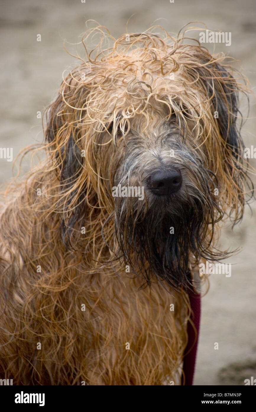 Shaggy dog hires stock photography and images Alamy