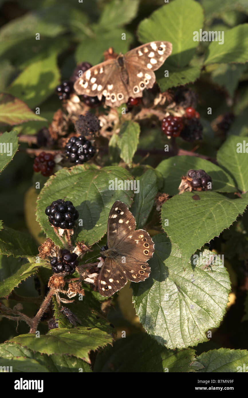 Speckled Wood Pararge aegeria butterflies feeding on brambles North Cliffe Nature Reserve East Yorkshire UK Stock Photo