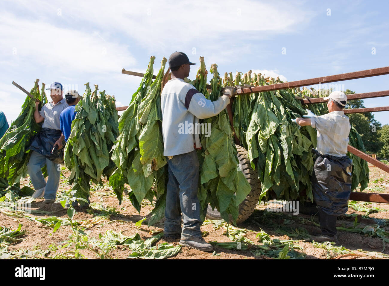 Men working in the tobacco fields in Canada Stock Photo Alamy