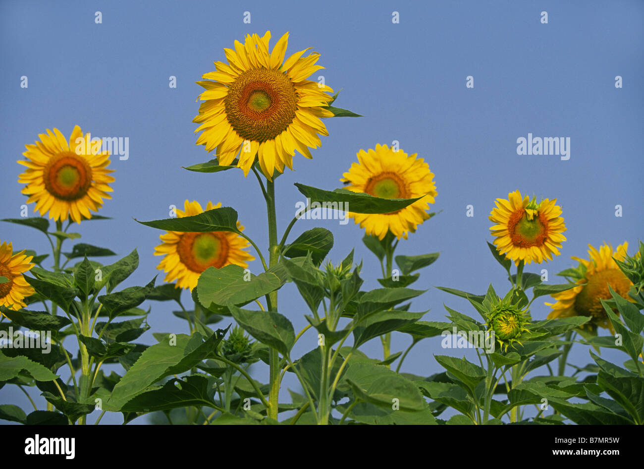 A field of sunflowers underneath a blue summer sky Stock Photo