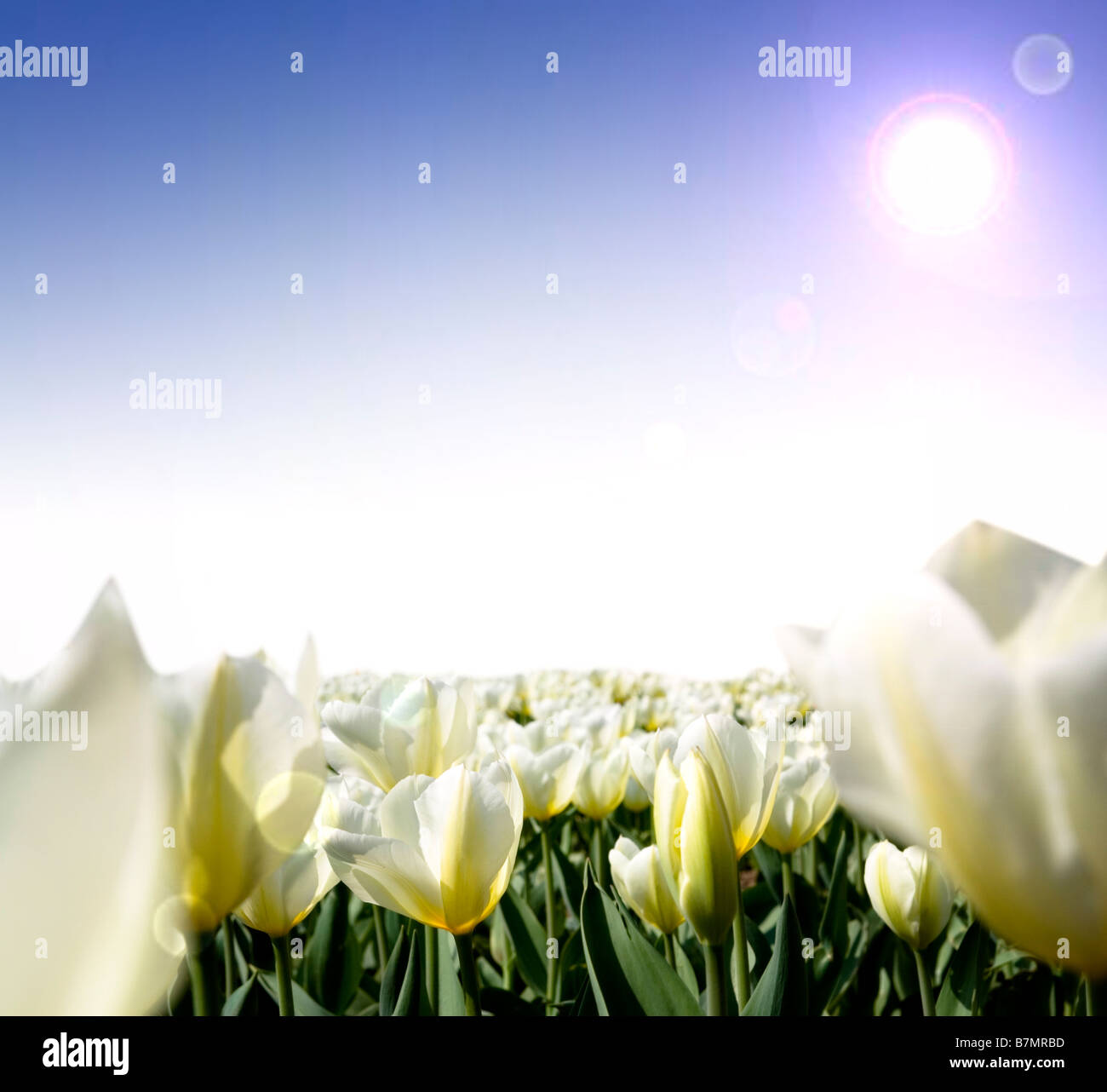 Beautiful tulips and blue sky Stock Photo - Alamy