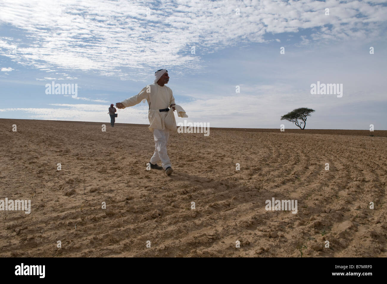 An Israeli Arab farmer spreading seeds by hand in the field in the Negev desert Southern Israel Stock Photo