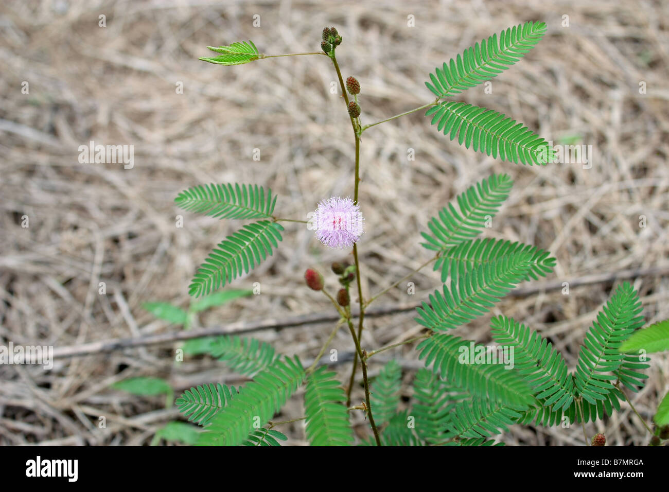 Touch me not plant mimosa Stock Photo Alamy