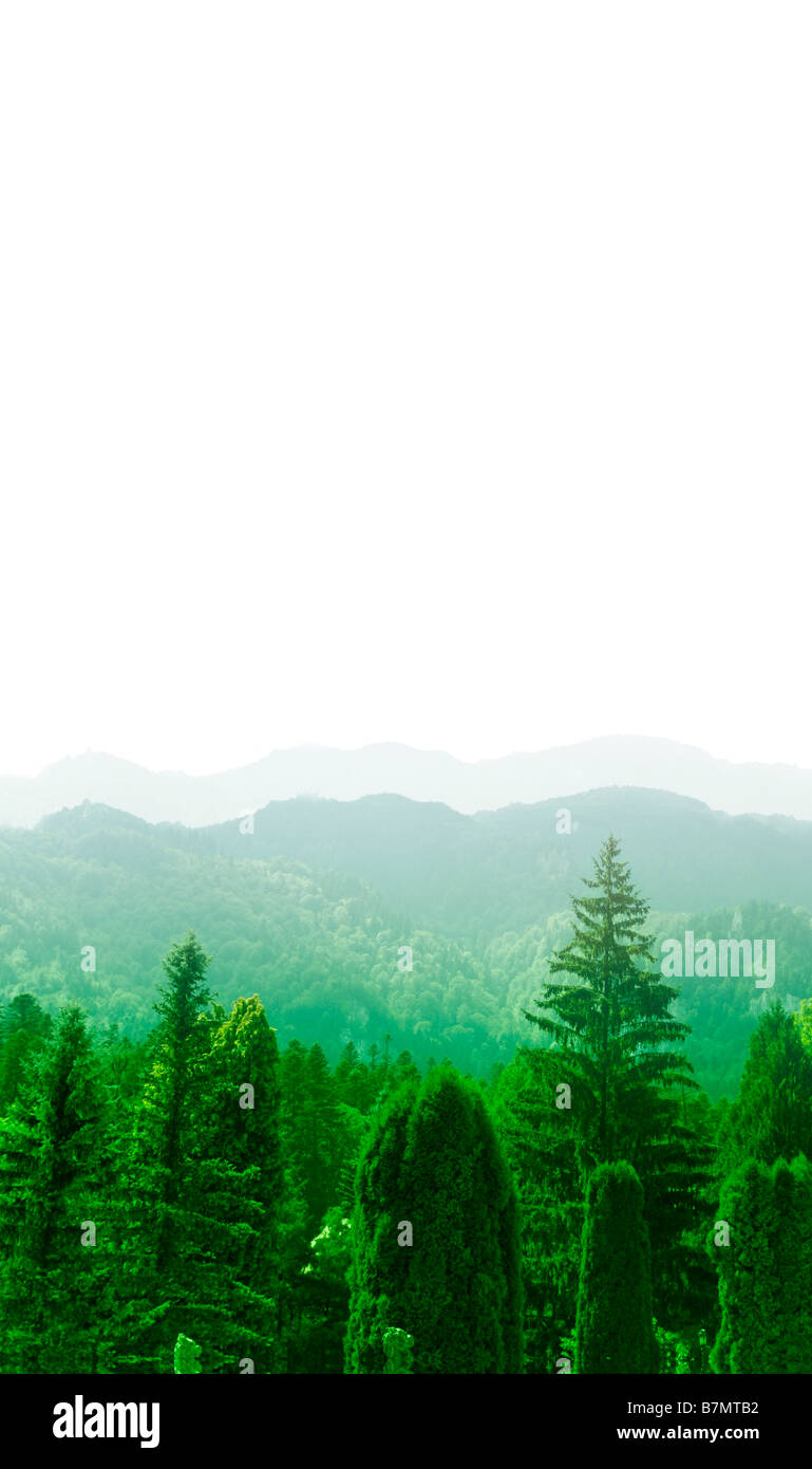 Green forest landscape Stock Photo - Alamy