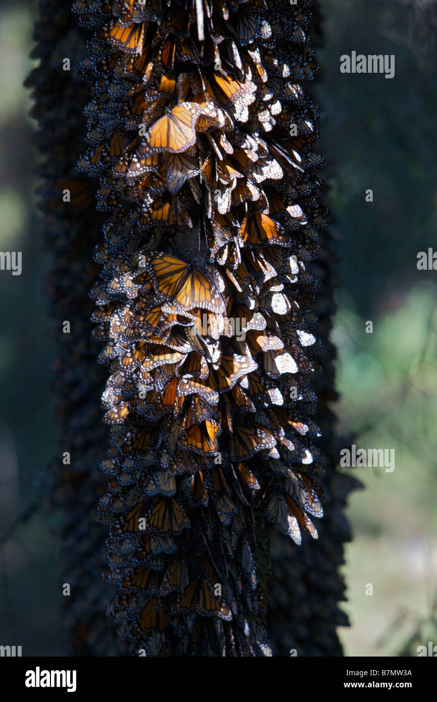 Monarch Butterflies mass on a tree branch in the Cerro Chincua mountain at the Monarch Butterfly Biosphere Reserve Stock Photo