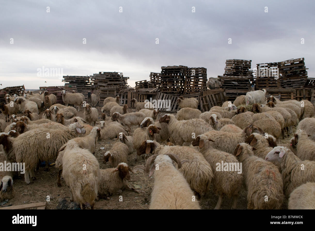 Flock of sheep in a Bedouin village at the Negev desert Southern Israel Stock Photo