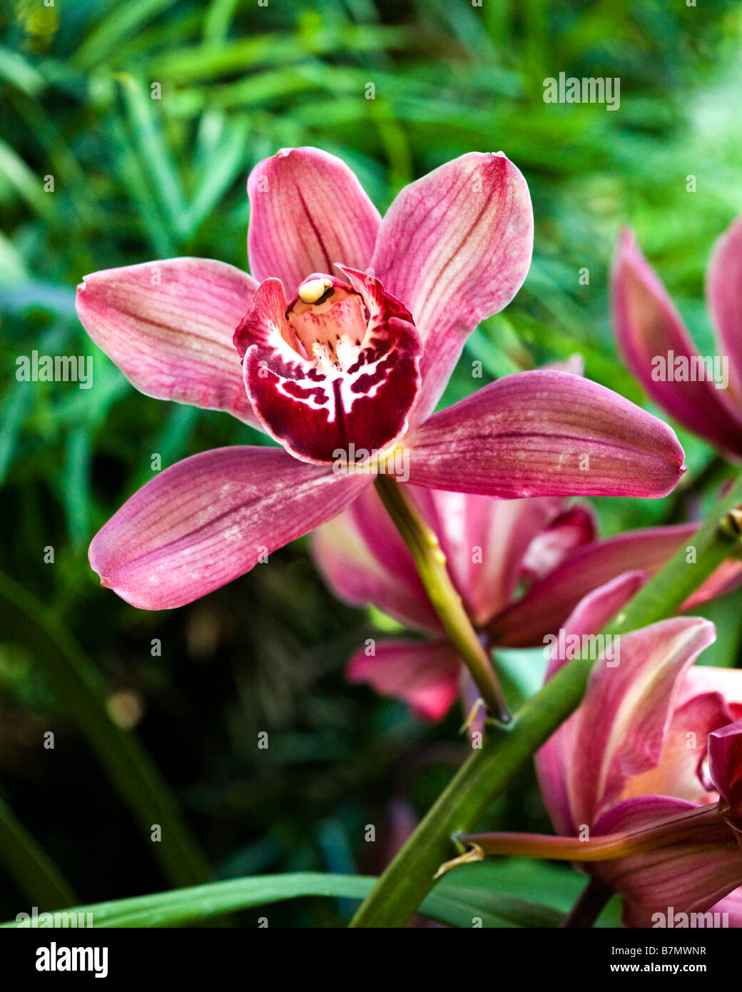 'Carmen' Red Beauty orchid Stock Photo