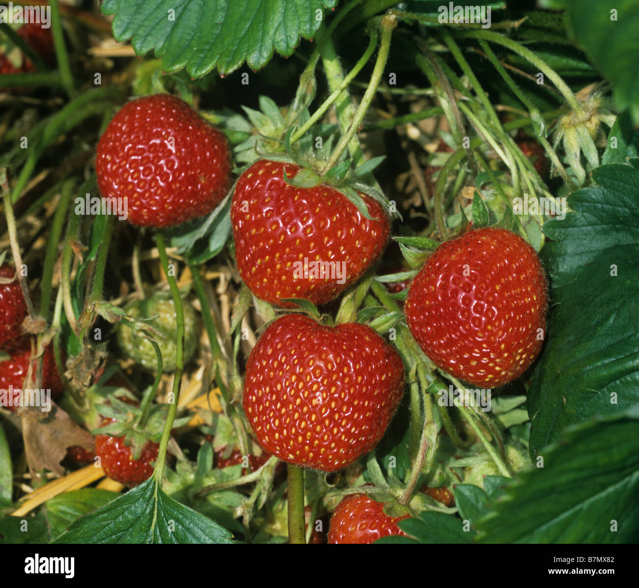 Ripe strawberry fruit on outdoor pick your own English strawberries Stock Photo