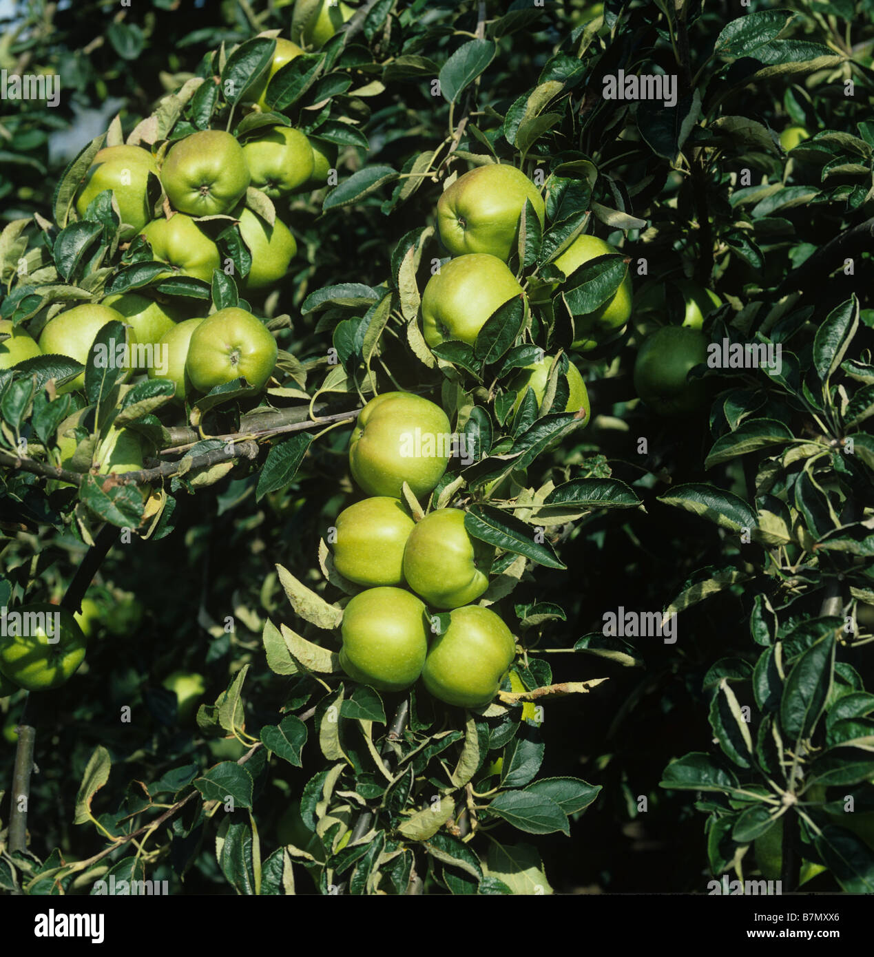 Mature ripe Lord Derby cooking apples on the tree Norfolk Stock Photo