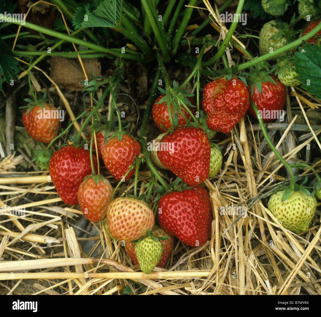 English strawberry crop in fruit with straw mulch between the rows Stock Photo