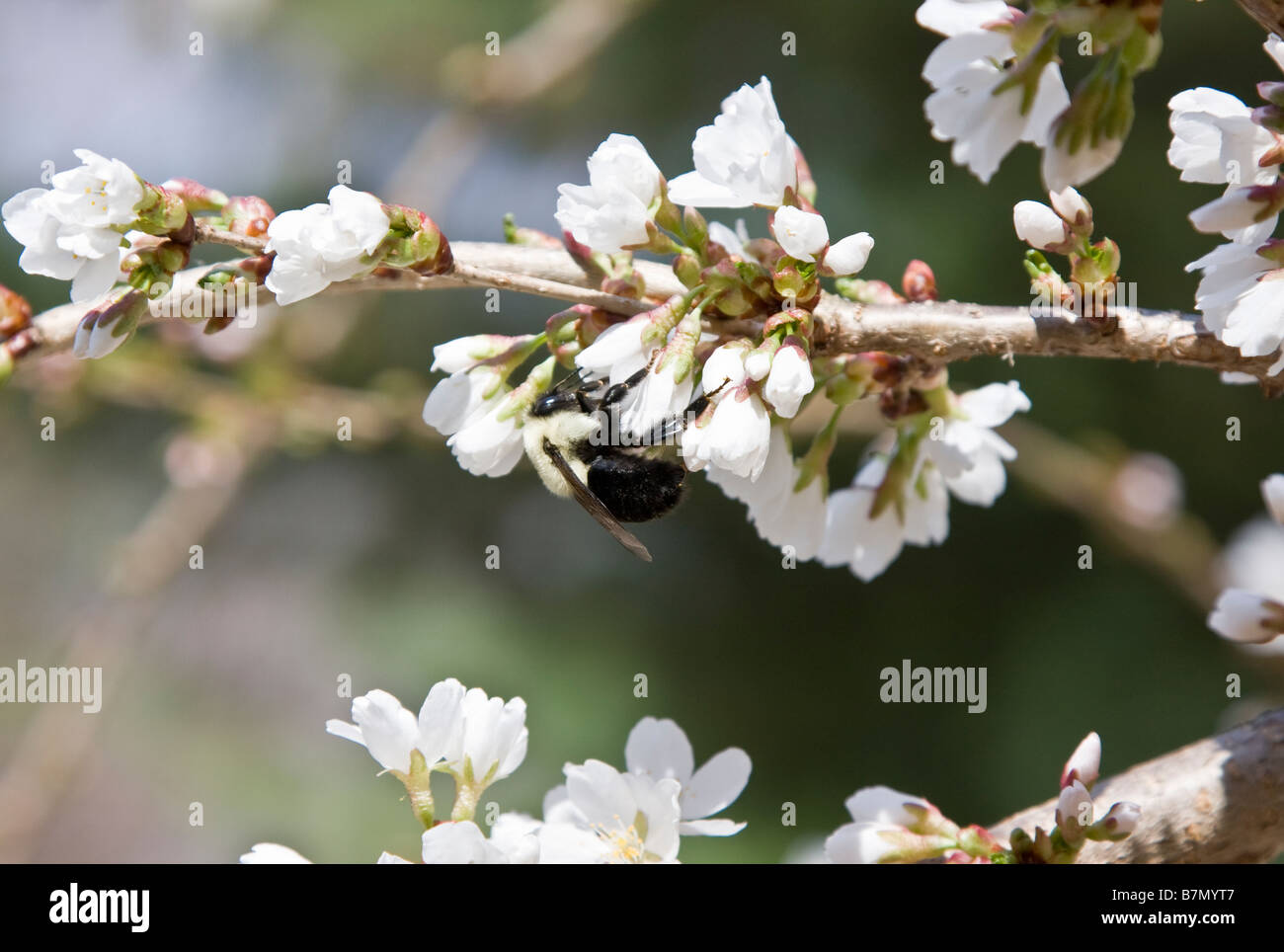 American bumble bee pollinates Japanese cherry tree Stock Photo
